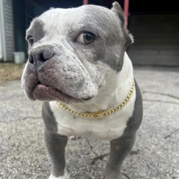 RICH ICED OUT PET CHAIN